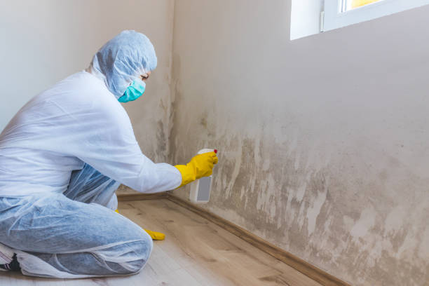 Licensed Attic Mold Removal service in Pineville, NC - WQB Mold Removal