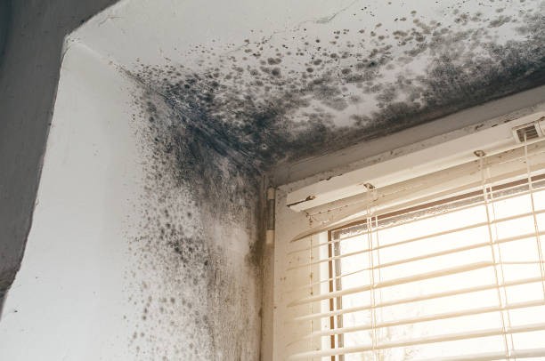 Affordable Attic Mold Removal solutions in Pineville, NC
